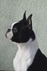 Profile picture of the animal