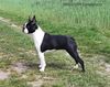 Profile picture of the animal