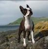 Profile picture of the animal