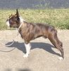 Profile picture of the animal