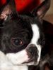 Profile picture of the animal