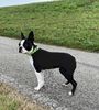 Profile picture of the animal