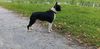 Profile picture of the animal