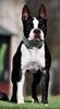 Profile picture of the animal