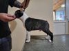 Profile picture of the animal