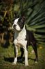 Profile picture of the animal