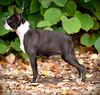 Profile picture of the animal