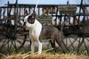 Profile picture of the animal