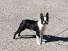 Profile picture of the animal