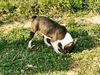 Profile picture of the animal