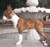 Profile picture of the animal