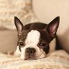 Profile picture of the animal