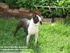 Profile picture of the animal