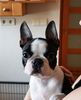 Profile picture of the animal