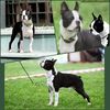 Profile picture of the animal