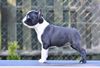 Profile picture of the animal