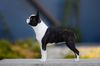 Profile picture of the animal