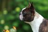 Profile picture of the animal