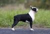 Profile picture of the animal