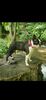 Profile picture of the animal