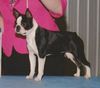 Profile picture of the animal