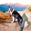 Profile picture of the animal